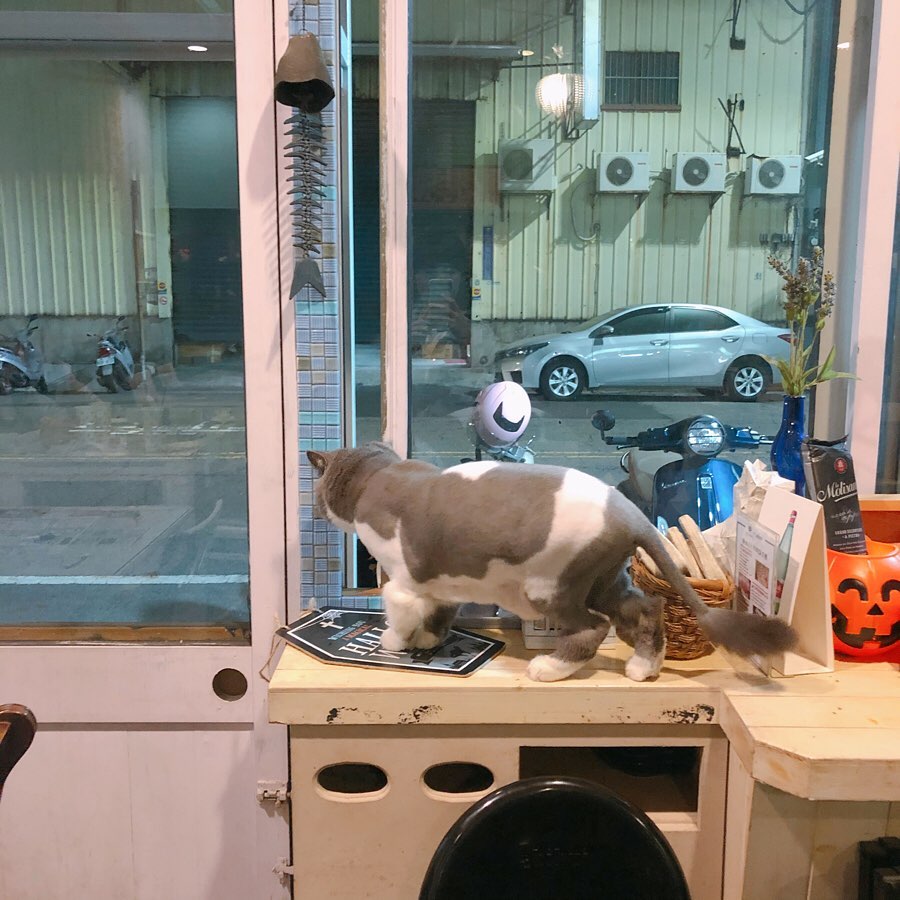 艾隆義式餐廳貓咪